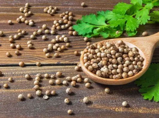 Coriander Seeds