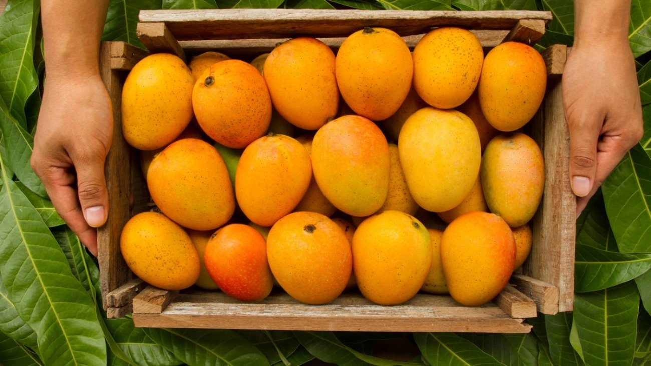 Mango