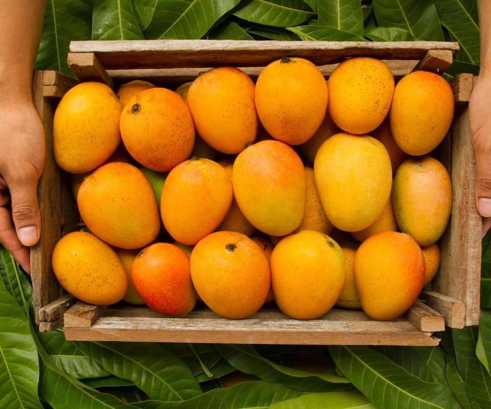 Mango